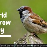 World Sparrow Day 2022 [Hindi] गौरैया संरक्षण के बेहतरीन उपाय