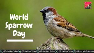 World Sparrow Day 2022 [Hindi] गौरैया संरक्षण के बेहतरीन उपाय