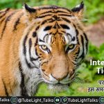 International Tiger Day in hindi quotes and messages