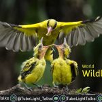 World Wildlife Day 2022 [Hindi] क्या है विश्व वन्यजीव दिवस का इतिहास और थीम