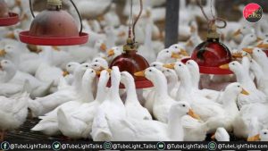 केरल में बर्ड फ्लू एवियन इन्फ्लुएंजा (H5N1) ने दी दस्तक