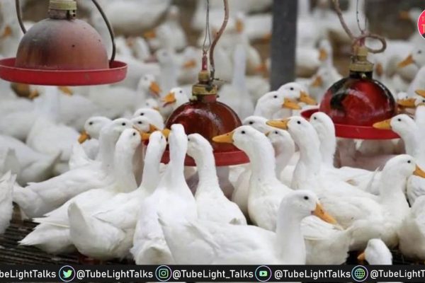 केरल में बर्ड फ्लू एवियन इन्फ्लुएंजा (H5N1) ने दी दस्तक