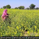 Supreme Court of India to Make Decision on GM Mustard Crop