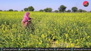 Supreme Court of India to Make Decision on GM Mustard Crop