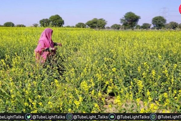 Supreme Court of India to Make Decision on GM Mustard Crop