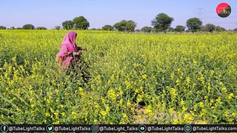 Supreme Court of India to Make Decision on GM Mustard Crop