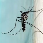 Triple E मच्छर वायरस अमेरिका में बढ़ता खतरा और इसके लक्षण