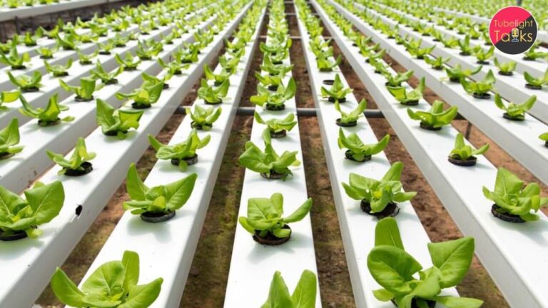 Hydroponics The Future of Sustainable Agriculture