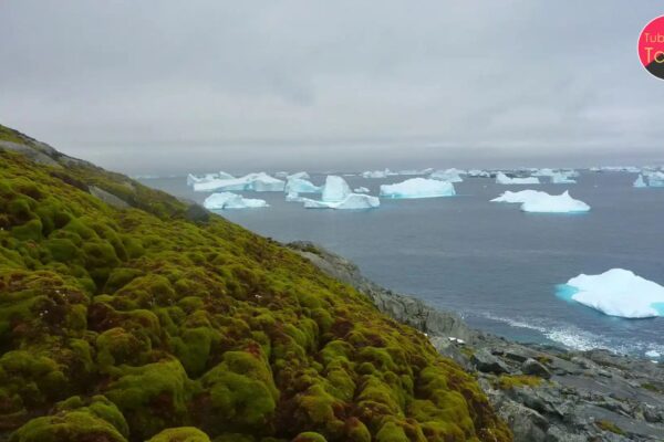 Antarctica's Transformation Why the Coldest Place on Earth is Rapidly Turning Green and Its Global Consequences