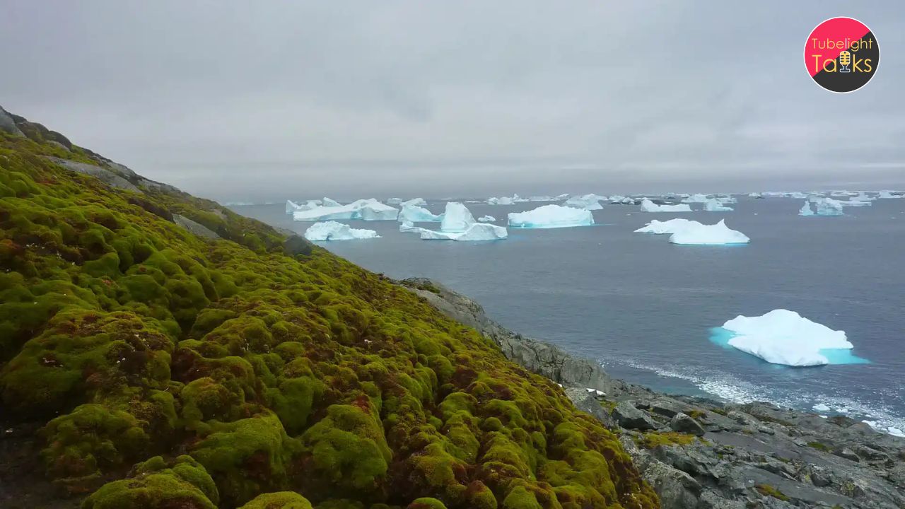 Antarctica's Transformation Why the Coldest Place on Earth is Rapidly Turning Green and Its Global Consequences