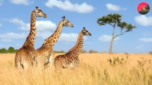 जिराफों की विलुप्ति शहरीकरण और जलवायु परिवर्तन का बढ़ता संकट