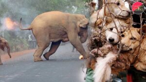 जानवरों पर अत्याचार व कानूनी सुरक्षा