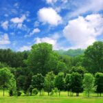 Importance of Trees and Their Impact on Human Life (वृक्षों का महत्व और मानव जीवन पर प्रभाव)