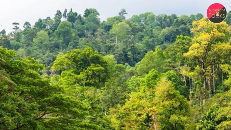 भारत वन स्तिथि रिपोर्ट 2023 : एक प्राकृतिक विश्लेषण 