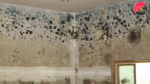 How Indoor Mould Is Wrecking Your Health