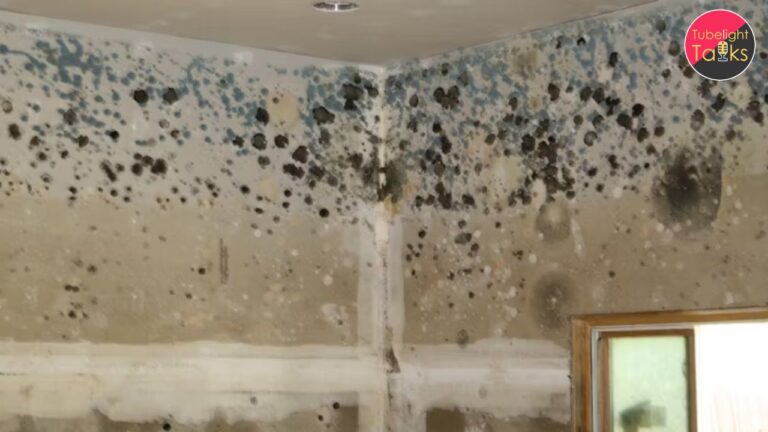 How Indoor Mould Is Wrecking Your Health