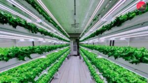 Aeroponics The Future of Sustainable Farming is in the Air