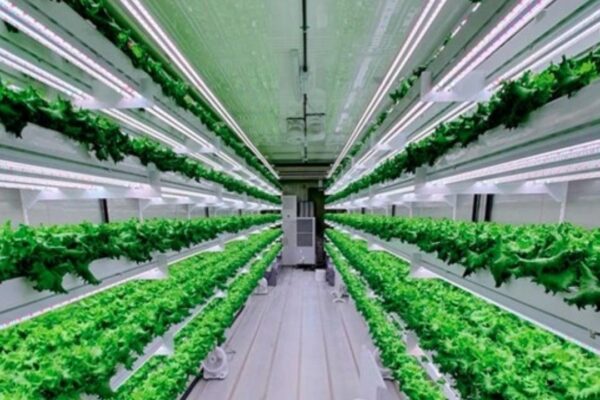 Aeroponics The Future of Sustainable Farming is in the Air