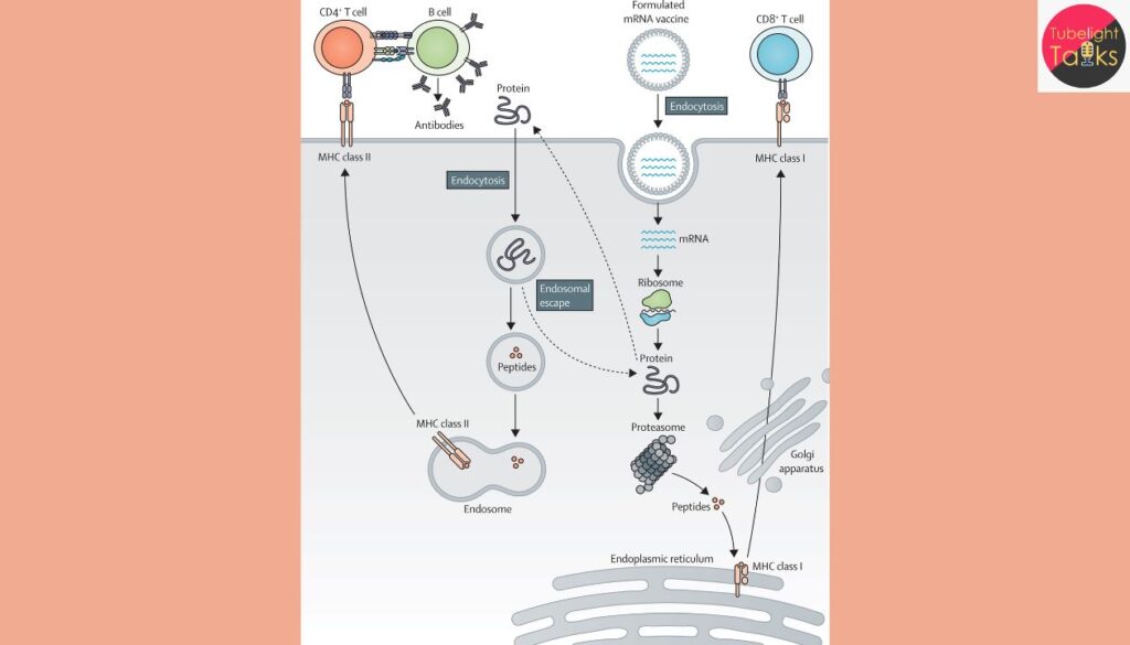 Breakthrough Findings: COVID-19 Vaccines May Help Some Cancer Patients