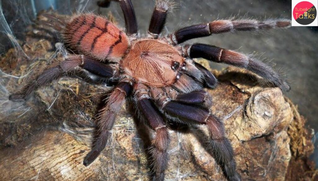 The Indian Violet Tarantula: A Hidden Gem of the Western Ghats