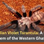 The Indian Violet Tarantula: A Hidden Gem of the Western Ghats The Indian Violet Tarantula: A Hidden Gem of the Western Ghats