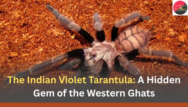 The Indian Violet Tarantula: A Hidden Gem of the Western Ghats