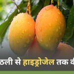 आम गुठली से हाइड्रोजेल तक की यात्रा आम गुठली से हाइड्रोजेल तक की यात्रा