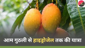 आम गुठली से हाइड्रोजेल तक की यात्रा