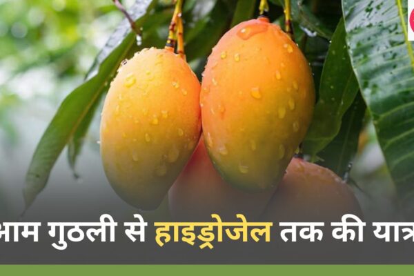 आम गुठली से हाइड्रोजेल तक की यात्रा