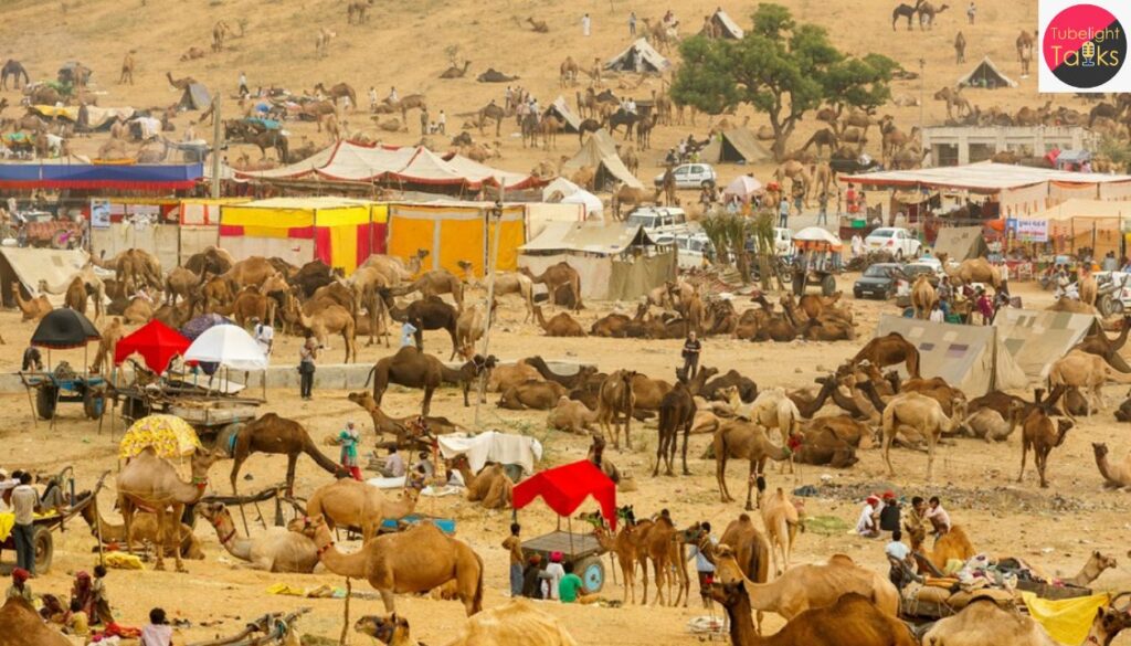 पुष्कर मेला 2025 राजस्थान की संस्कृति, आस्था और रोमांच का अद्भुत संगम 22 अक्टूबर से शुरू