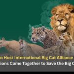 Bengaluru to Host International Big Cat Alliance Meeting: 18 Nations Come Together to Save the Big Cats