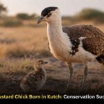 Great Indian Bustard Chick Born in Kutch: Conservation Success in Gujarat