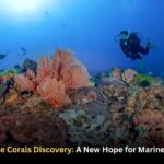 Lord Howe Rise corals