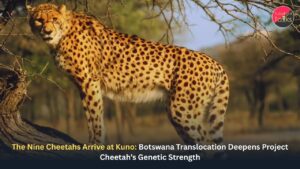 The Nine Cheetahs Arrive at Kuno: Botswana Translocation Deepens Project Cheetah’s Genetic Strength