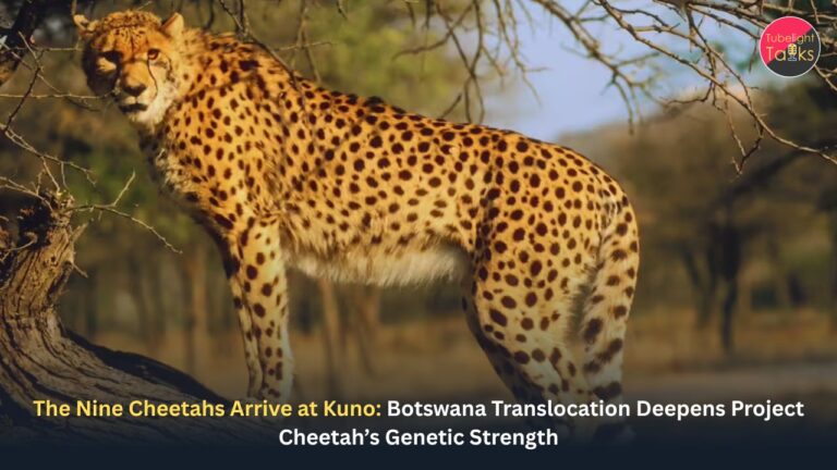 The Nine Cheetahs Arrive at Kuno: Botswana Translocation Deepens Project Cheetah’s Genetic Strength