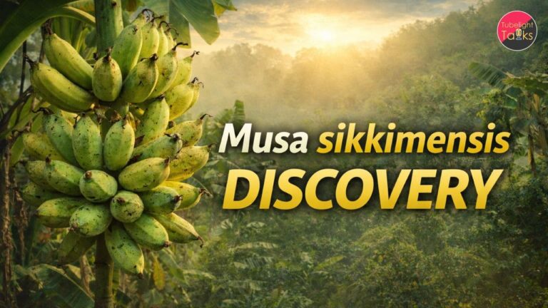 The “Sikkim Banana” Breakthrough: Musa sikkimensis Shows Climate-Resilient Traits