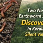Two New Earthworm Species Discovered in Kerala’s Silent Valley, Nilgiri Biosphere
