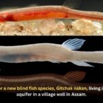 Scientists discover a new blind fish species, Gitchak nakan, living in an underground aquifer in a village well in Assam.