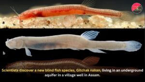 Scientists discover a new blind fish species, Gitchak nakan, living in an underground aquifer in a village well in Assam.