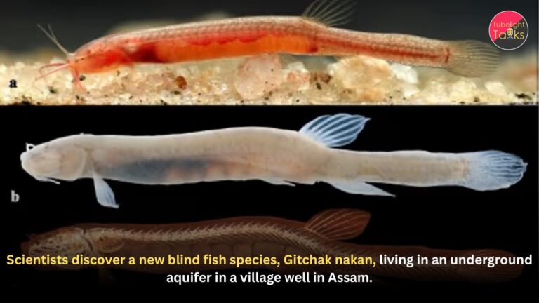 Scientists discover a new blind fish species, Gitchak nakan, living in an underground aquifer in a village well in Assam.