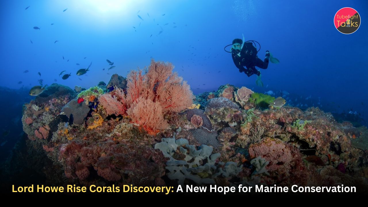 Lord Howe Rise corals