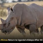 White Rhinos Return to Uganda’s Kidepo After 43 Years