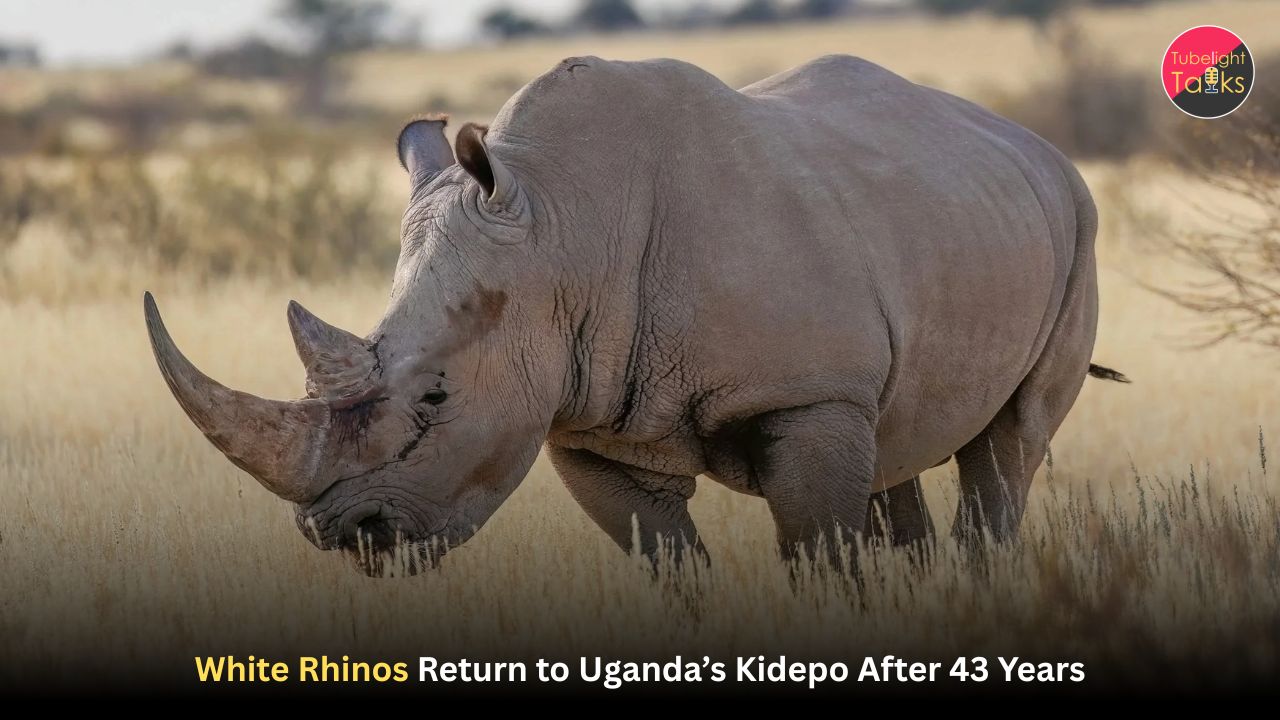 White Rhinos Return to Uganda’s Kidepo After 43 Years