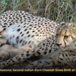 Project Cheetah Milestone: Second Indian-Born Cheetah Gives Birth at Kuno National Park