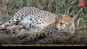 Project Cheetah Milestone: Second Indian-Born Cheetah Gives Birth at Kuno National Park