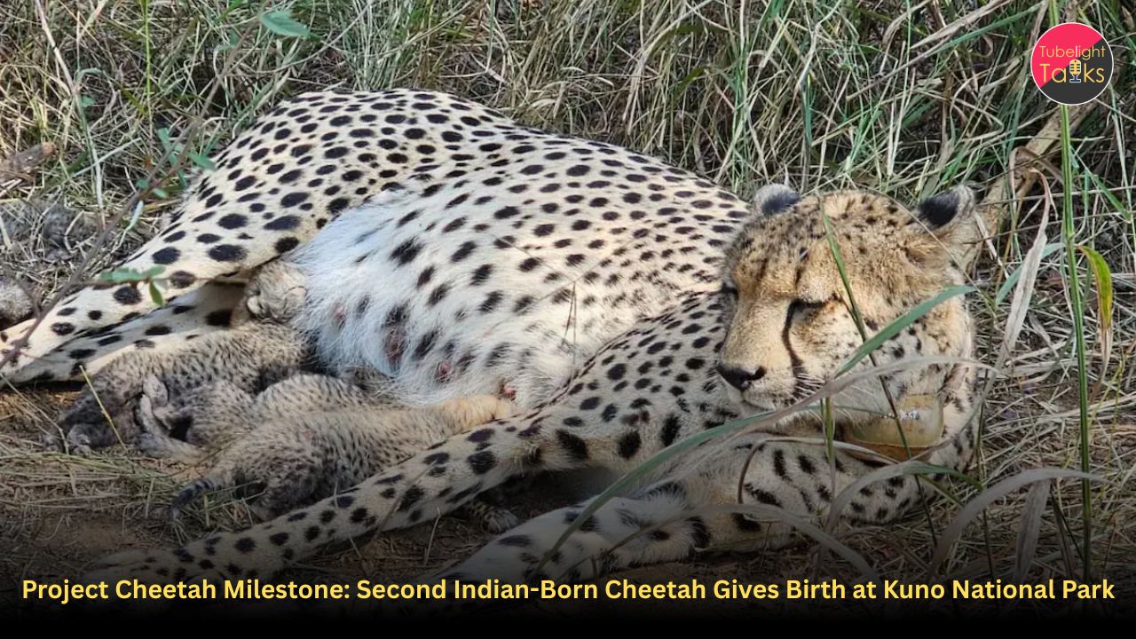 Project Cheetah Milestone: Second Indian-Born Cheetah Gives Birth at Kuno National Park