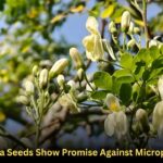 Moringa Seeds Show Promise Against Microplastics