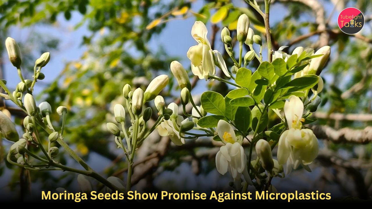Moringa Seeds Show Promise Against Microplastics