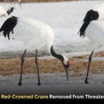 Japan’s Red-Crowned Crane Removed from Threatened List