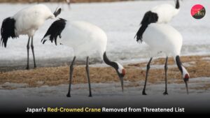 Japan’s Red-Crowned Crane Removed from Threatened List